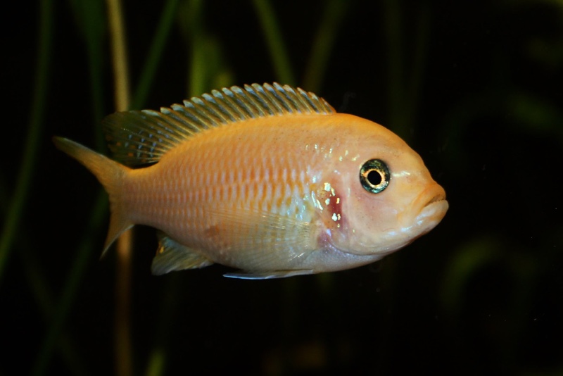 Maylandia pyrsonotos 'Mkondiwa Reef'